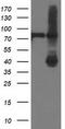 Alcohol Dehydrogenase 1B (Class I), Beta Polypeptide antibody, TA502777, Origene, Western Blot image 