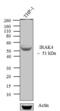 Interleukin 1 Receptor Associated Kinase 4 antibody, 700026, Invitrogen Antibodies, Western Blot image 