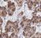 Tubulin Alpha 1b antibody, FNab00335, FineTest, Immunohistochemistry paraffin image 