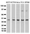 CUB Domain Containing Protein 1 antibody, MA5-25357, Invitrogen Antibodies, Western Blot image 