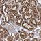 RAB11 Family Interacting Protein 3 antibody, HPA030086, Atlas Antibodies, Immunohistochemistry frozen image 