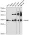 14-3-3 protein epsilon antibody, 13-734, ProSci, Western Blot image 