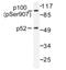 Nuclear factor NF-kappa-B p105 subunit antibody, AP01646PU-N, Origene, Western Blot image 