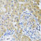 Ras Homolog Family Member B antibody, abx007320, Abbexa, Western Blot image 