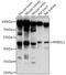 Rhomboid Like 1 antibody, 16-421, ProSci, Western Blot image 