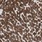 GDH antibody, HPA004824, Atlas Antibodies, Immunohistochemistry frozen image 