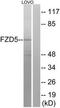 Frizzled-5 antibody, TA311714, Origene, Western Blot image 