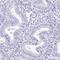 Heat Shock Protein Family A (Hsp70) Member 1 Like antibody, HPA043285, Atlas Antibodies, Immunohistochemistry frozen image 