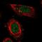 Mediator Complex Subunit 13L antibody, NBP1-89612, Novus Biologicals, Immunocytochemistry image 