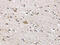 Adrenoceptor Beta 3 antibody, CSB-PA235900, Cusabio, Immunohistochemistry frozen image 