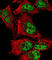 Myocyte Enhancer Factor 2C antibody, abx032780, Abbexa, Western Blot image 