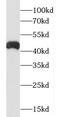 Complement C5a Receptor 1 antibody, FNab01118, FineTest, Western Blot image 