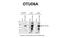 OTU Deubiquitinase 6A antibody, NBP1-91498, Novus Biologicals, Western Blot image 
