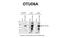 OTU Deubiquitinase 6A antibody, NBP1-91498, Novus Biologicals, Western Blot image 