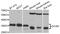 L-xylulose reductase antibody, abx003567, Abbexa, Western Blot image 