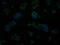 MTOR Associated Protein, Eak-7 Homolog antibody, GTX84263, GeneTex, Immunofluorescence image 