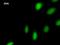 RNA Polymerase II Subunit I antibody, LS-C342790, Lifespan Biosciences, Immunofluorescence image 