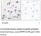 Protein Phosphatase 1 Regulatory Inhibitor Subunit 1B antibody, MBS002653, MyBioSource, Immunohistochemistry frozen image 