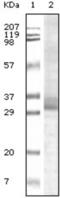 Tripartite Motif Containing 5 antibody, abx012281, Abbexa, Enzyme Linked Immunosorbent Assay image 