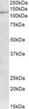 Tripartite Motif Containing 28 antibody, MBS420240, MyBioSource, Western Blot image 