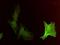Actin Alpha 2, Smooth Muscle antibody, H00000059-M02, Novus Biologicals, Immunocytochemistry image 
