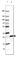 Myelin Oligodendrocyte Glycoprotein antibody, AMAb91067, Atlas Antibodies, Western Blot image 