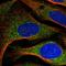 Armadillo Repeat Containing 7 antibody, HPA053076, Atlas Antibodies, Immunofluorescence image 