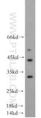 Dual Specificity Phosphatase 15 antibody, 14629-1-AP, Proteintech Group, Western Blot image 