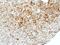 WNK1 antibody, PA5-28382, Invitrogen Antibodies, Immunohistochemistry paraffin image 