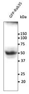 RAB35, Member RAS Oncogene Family antibody, AB0073-200, Origene, Western Blot image 