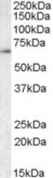 T-complex protein 1 subunit gamma antibody, MBS421657, MyBioSource, Western Blot image 