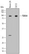 Trans-Golgi network integral membrane protein 1 antibody, MAB7944, R&D Systems, Western Blot image 