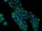 Perilipin 3 antibody, 204687-T02, Sino Biological, Immunohistochemistry paraffin image 