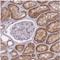 ChaC Glutathione Specific Gamma-Glutamylcyclotransferase 1 antibody, NBP2-30433, Novus Biologicals, Immunohistochemistry frozen image 