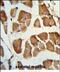 Tafazzin antibody, PA5-72579, Invitrogen Antibodies, Immunohistochemistry frozen image 