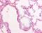 Surfactant Protein D antibody, NBP1-41050, Novus Biologicals, Immunohistochemistry frozen image 
