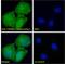 Bone Morphogenetic Protein 1 antibody, 43-642, ProSci, Immunohistochemistry paraffin image 