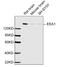 Early Endosome Antigen 1 antibody, LS-B13684, Lifespan Biosciences, Western Blot image 