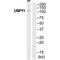 Ubiquitin Specific Peptidase 11 antibody, PA5-50152, Invitrogen Antibodies, Western Blot image 