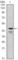 GATA Binding Protein 1 antibody, abx010747, Abbexa, Western Blot image 