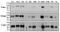 Integrin Subunit Alpha V antibody, NBP2-50449, Novus Biologicals, Western Blot image 