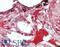 Interleukin 19 antibody, LS-B15802, Lifespan Biosciences, Immunohistochemistry paraffin image 