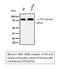 Phosphoinositide-3-Kinase Regulatory Subunit 1 antibody, STJ95076, St John