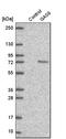 Growth arrest-specific protein 6 antibody, HPA008275, Atlas Antibodies, Western Blot image 