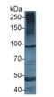 Insulin Receptor antibody, LS-C314224, Lifespan Biosciences, Western Blot image 