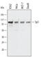 Transcription factor Sp3 antibody, AF4256, R&D Systems, Western Blot image 