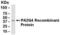 Proliferation-Associated 2G4 antibody, XW-7934, ProSci, Western Blot image 