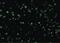 TSC Complex Subunit 1 antibody, PA5-20131, Invitrogen Antibodies, Immunofluorescence image 