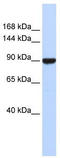 Advillin antibody, TA343623, Origene, Western Blot image 