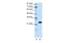 TATA-Box Binding Protein Associated Factor 11 antibody, A11462, Boster Biological Technology, Western Blot image 